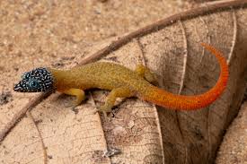 Fantastic Dwarf Gecko (Sphaerodactylus fantasticus) 