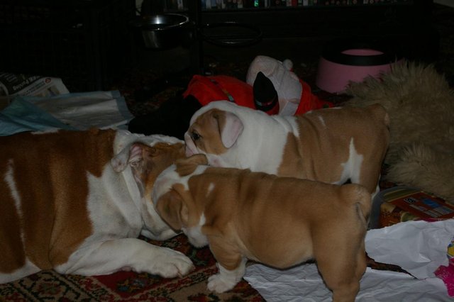 Stunning British Bulldog Puppies