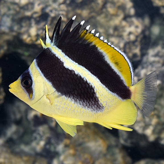 Mitratus Butterflyfish (Chaetodon mitratus) 